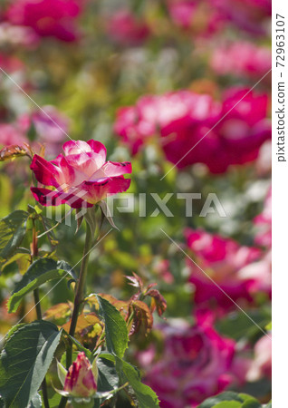 Pink and white roses are in bloom in the rose garden. The name of this rose is Double Delight. 72963107