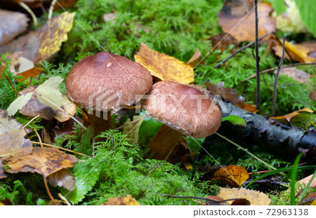 Scaly knight, Tricholoma vaccinum growing among moss 72963138