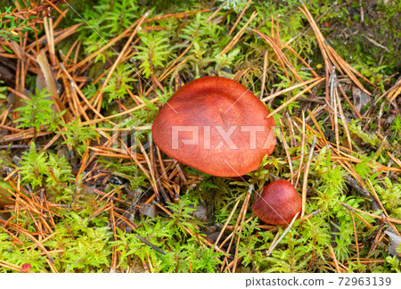 Webcap mushroom. Cortinarius phoeniceus growing in coniferous environment 72963139