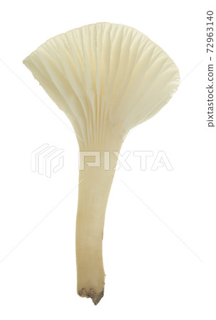 Snowy waxcap, Cuphophyllus virgineus isolated on white background 72963140