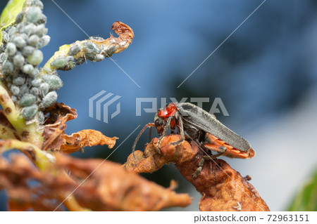 Soldier beetle, Cantharis rustica and aphids Soldier beetle, Cantharis rustica and aphids 72963151