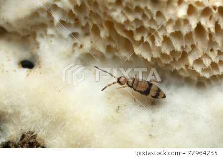 Springtail on fungi 72964235