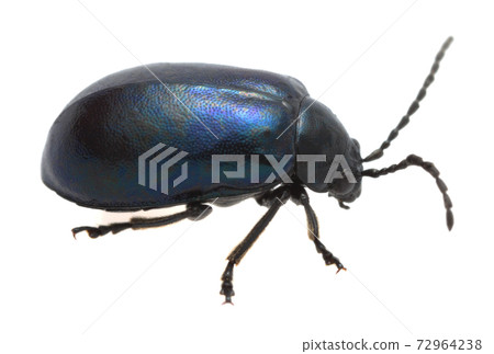 Alder leaf beetle, Chrysomela alni isolated on white background, macro photo 72964238