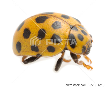 22-spot ladybird, Psyllobora vigintiduopunctata isolated on white background 72964240