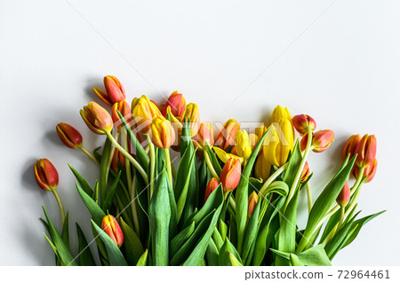 Spring - poster with free text space. yellow, orange and red Tulips. White background. Top view Spring - poster with free text space. yellow, orange and red Tulips. White background. Top view 72964461
