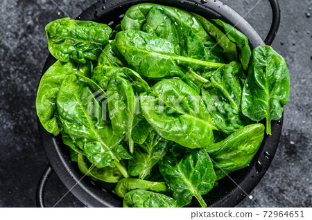 Young raw spinach in a colander. Black background. 72964651