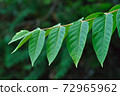 tree branch with green leaves 72965962