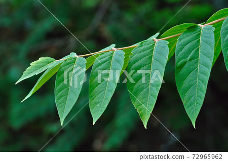 tree branch with green leaves 72965962