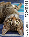 gray cat portrait 72965966