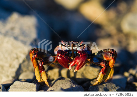 red crab on the rock. copy space, selective focus red crab on the rock. copy space, selective focus 72966022
