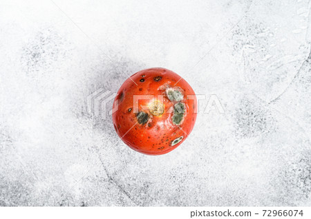 decayed rotten tomato. Gray background. Top view. 72966074