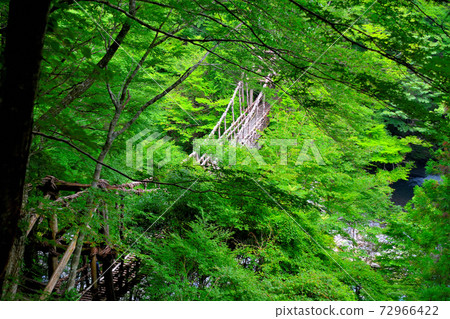 Okuiya Double Kazura Bridge ・ View of Kazura Bridge at the Unexplored Region of Tokushima from above ・ Shikoku, Miyoshi City, Tokushima Prefecture Iya (3) 72966422