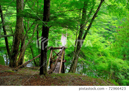 Okuiya Double Kazura Bridge ・ View of Kazura Bridge at the Unexplored Region of Tokushima from above ・ Shikoku, Miyoshi City, Tokushima Prefecture Iya (4) 72966423