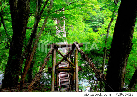 奧伊谷雙鶴橋・從入口可在下方看到的Otokobashi美景・四國・德島縣三好市伊谷（1） 72966425