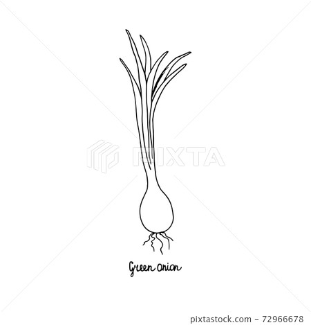 Spicy herbs are grown in the garden. Onion. Vector illustration is drawn by hand. Doodle style. Spicy herbs are grown in the garden. Onion. Vector illustration is drawn by hand. Doodle style. 72966678