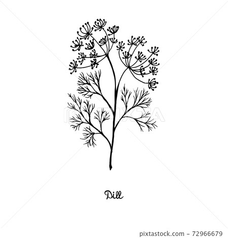 Spicy herbs are grown in the garden. Dill. Vector illustration is drawn by hand. Doodle style. Spicy herbs are grown in the garden. Dill. Vector illustration is drawn by hand. Doodle style. 72966679