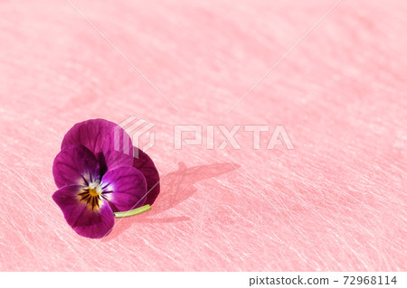 Purple pansy Purple pansy 72968114