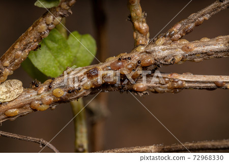 ants in Symbiosis with Tortoise Scales insects 72968330