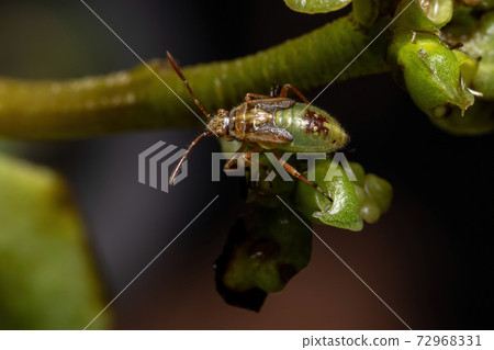 Green True Bugs nymph 72968331