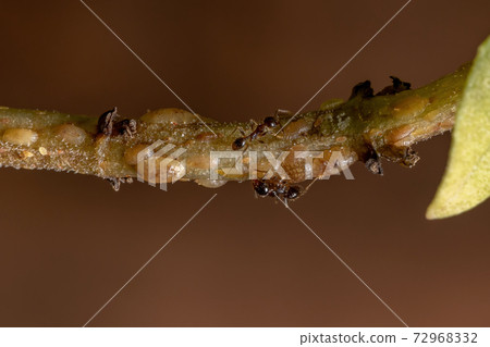 ants in Symbiosis with Tortoise Scales insects 72968332