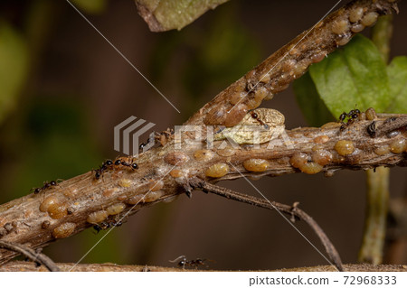 ants in Symbiosis with Tortoise Scales insects 72968333