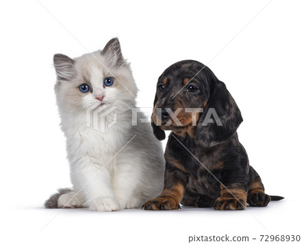 Ragdoll kitten and Dachshund pup on white Ragdoll kitten and Dachshund pup on white 72968930