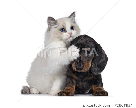 Ragdoll kitten and Dachshund pup on white Ragdoll kitten and Dachshund pup on white 72968934