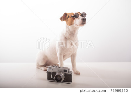 Portrait of Jack Russell Terrier dog wearing in sunglasses with a classic photo camera on a white background 72969350