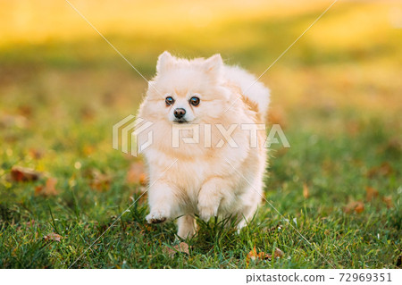 Adult White Pomeranian Spitz Dog Running Outdoor In Autumn Grass 72969351