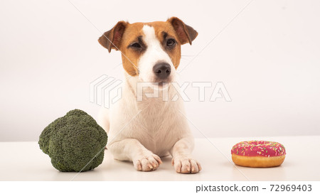 Dog jack russell terrier food choice. Food habits Dog jack russell terrier food choice. Food habits 72969403
