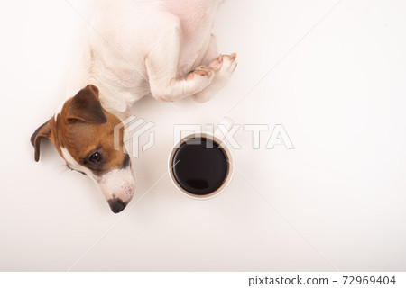 Jack russell terrier dog with a mug of black coffee on a white background. Jack russell terrier dog with a mug of black coffee on a white background. 72969404