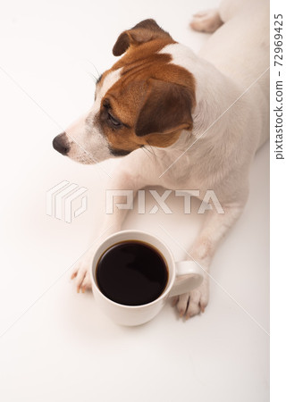 Jack russell terrier dog with a mug of black coffee on a white background. Jack russell terrier dog with a mug of black coffee on a white background. 72969425