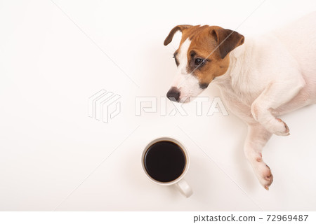 Jack russell terrier dog with a mug of black coffee on a white background. Jack russell terrier dog with a mug of black coffee on a white background. 72969487