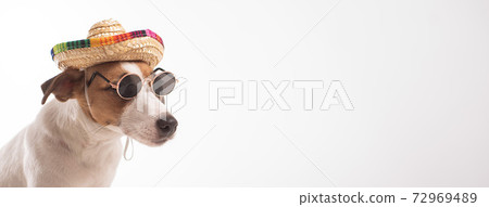 Portrait of doggy jack russell terrier dressed in sunglasses and sombrero on a white background. Widescreen 72969489