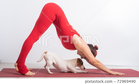 Woman in downward facing dog pose with her pet. Yoga with Jack Russell Terrier dog 72969490