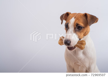 Small dog holding a bone in its mouth on a white background. Copy space Small dog holding a bone in its mouth on a white background. Copy space 72969507