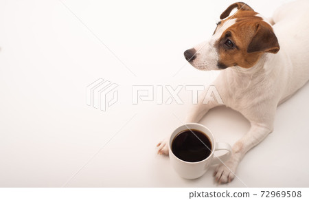 Jack russell terrier dog with a mug of black coffee on a white background. Jack russell terrier dog with a mug of black coffee on a white background. 72969508