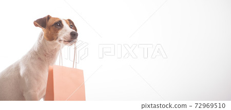 Portrait of dog jack russell terrier holding a pink paper bag in his mouth on a white background. Copy space. Widescreen Portrait of dog jack russell terrier holding a pink paper bag in his mouth on a white background. Copy space. Widescreen 72969510