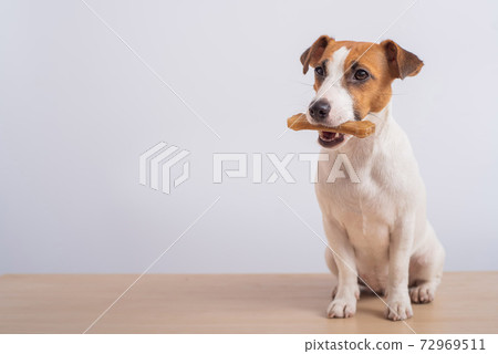 Small dog holding a bone in its mouth on a white background. Copy space Small dog holding a bone in its mouth on a white background. Copy space 72969511