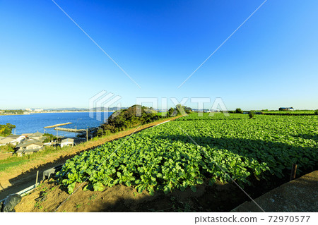 湘南三浦半島的特產蘿蔔田,白菜田的秋冬季 湘南三浦半島的特產蘿蔔田,白菜田的秋冬季 72970577