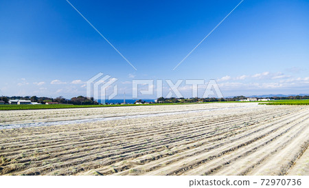 The land of winter traditions, specialty cabbage, and radish fields on the Shonan Miura Peninsula The land of winter traditions, specialty cabbage, and radish fields on the Shonan Miura Peninsula 72970736