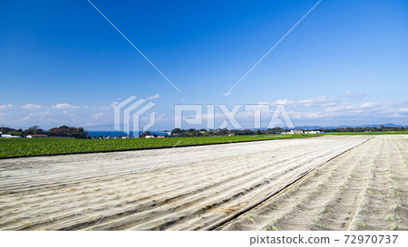 The land of winter traditions, specialty cabbage, and radish fields on the Shonan Miura Peninsula The land of winter traditions, specialty cabbage, and radish fields on the Shonan Miura Peninsula 72970737