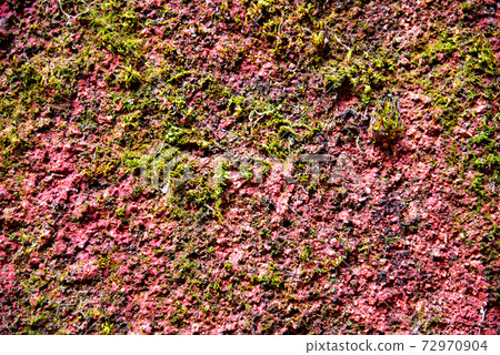 Old burgundy paint on a concrete wall covered with moss, background, texture Old burgundy paint on a concrete wall covered with moss, background, texture 72970904