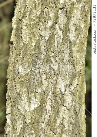 Natural background of the birch tree trunk bark. White wood texture 72972133