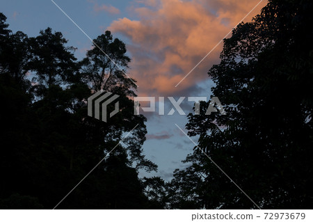 Jungle in Sumatra, Gunung Leuser National Park Jungle in Sumatra, Gunung Leuser National Park 72973679