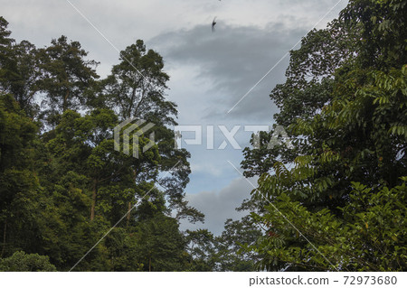 Jungle in Sumatra, Gunung Leuser National Park 72973680