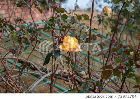 Yellow roses blooming in the park Yellow roses blooming in the park 72973704