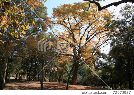 Golden miscellaneous trees Golden miscellaneous trees 72973927
