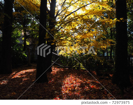 Autumn leaves 72973975