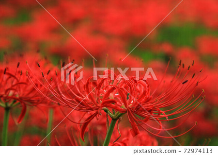 A cluster amaryllis of the Nittsumori burial mound group 72974113